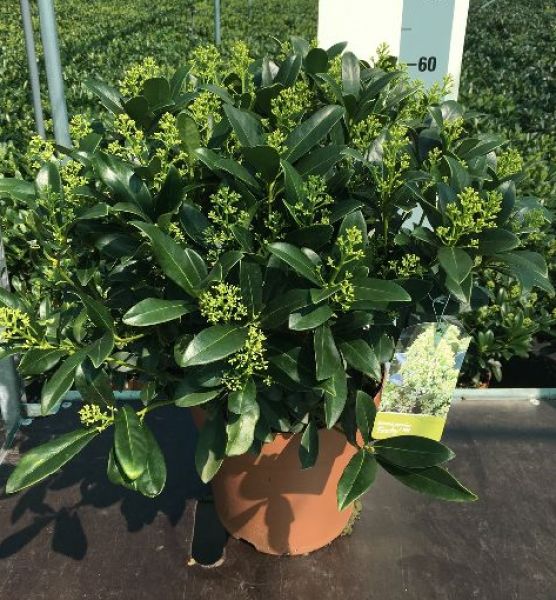 SKIMMIA FINCHY