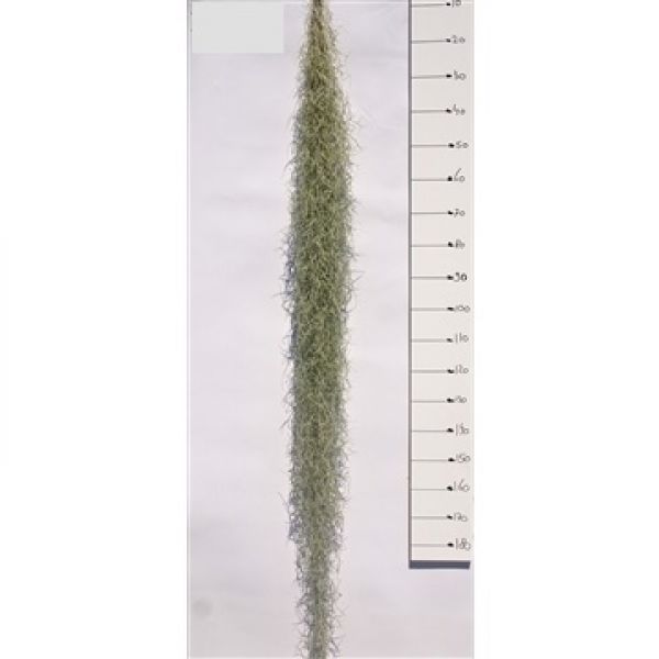 TILLANDSIA USNOIDES XL