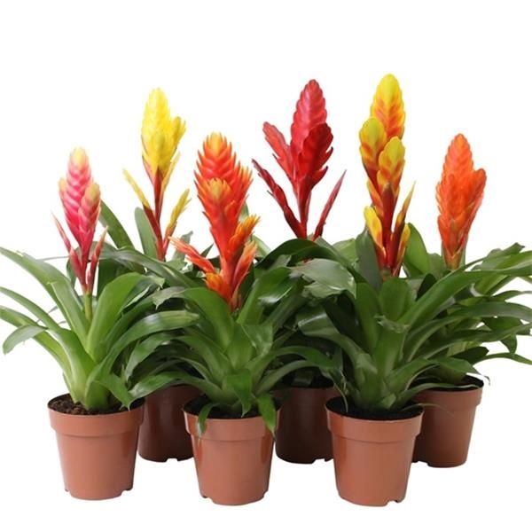 VRIESEA MIX