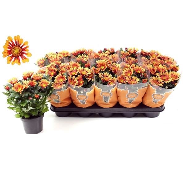 CHRYSANTHEME EMBERA