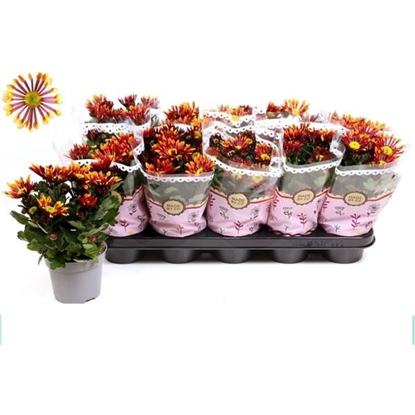 CHRYSANTHEME SPLASH ENERGY
