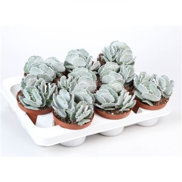 COTYLEDON UNDULATA