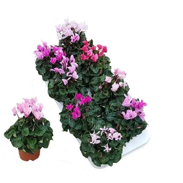 CYCLAMEN PERSICUM