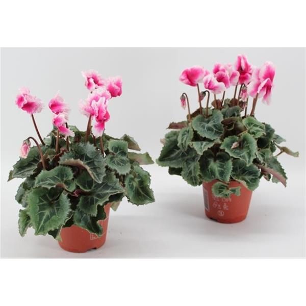 CYCLAMEN PERSICUM ABANICO