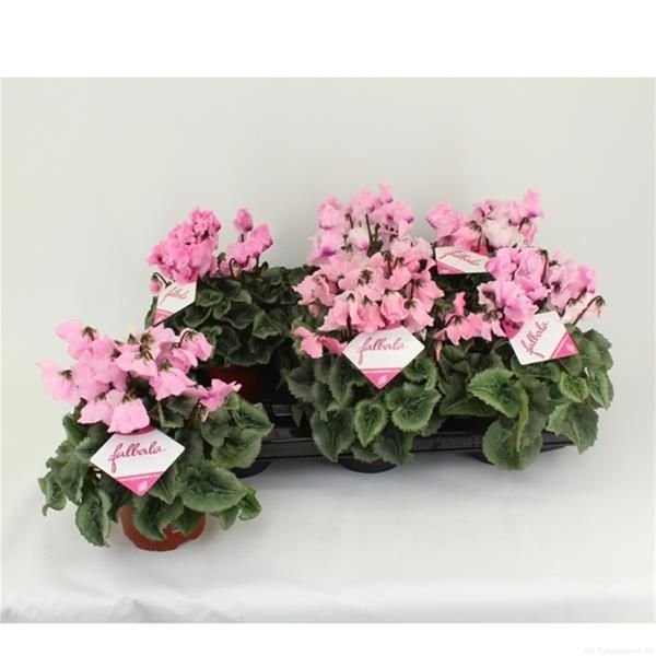 CYCLAMEN PERSICUM FALBALA