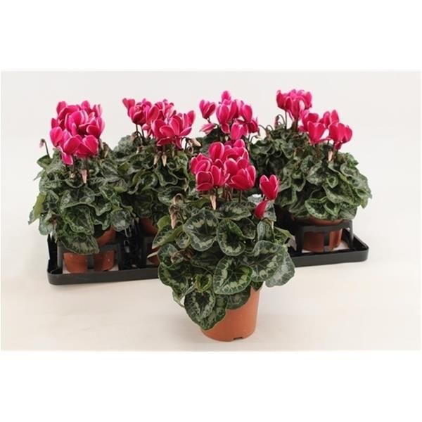 CYCLAMEN PERSICUM FUJI