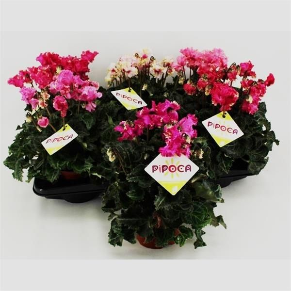 CYCLAMEN PIPOCA
