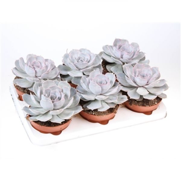 ECHEVERIA LILACINA