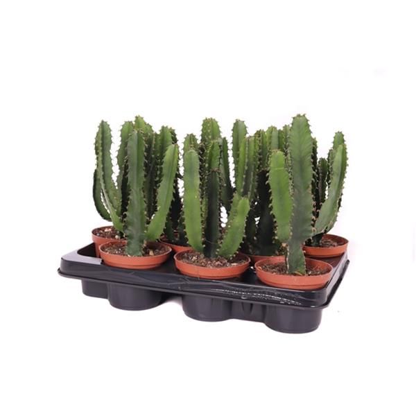 EUPHORBIA TRIANGULARIS