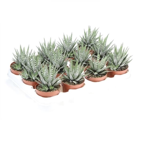 HAWORTHIA BIG BAND