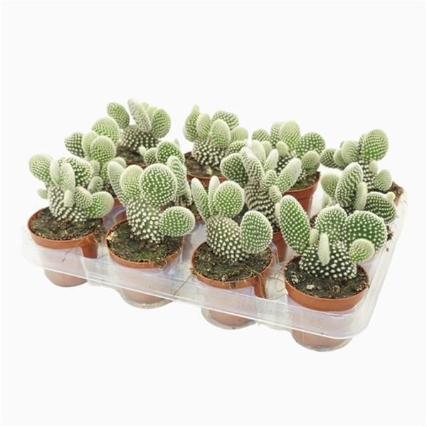 OPUNTIA MICRODASYS ALBISPINA