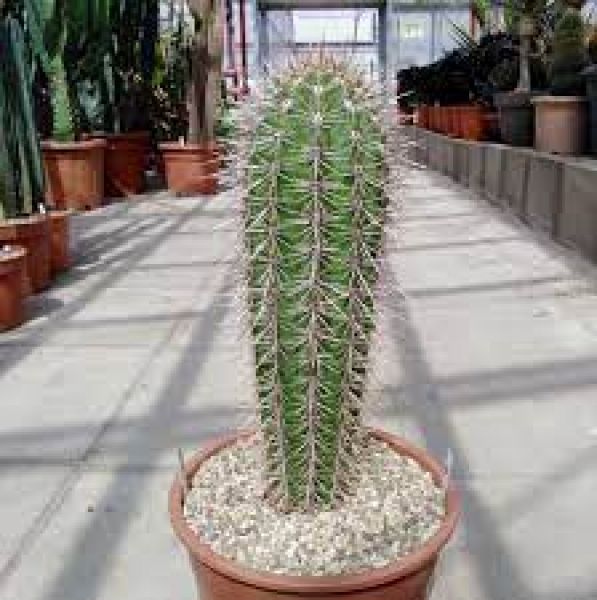 PACHYCEREUS PRINGLEY