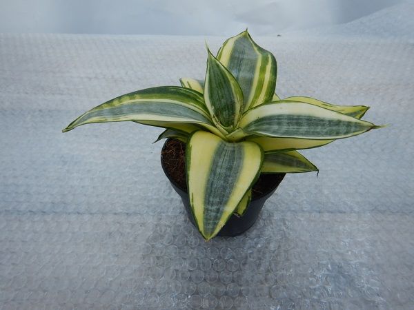 SANSEVERIA CITRINE STAR