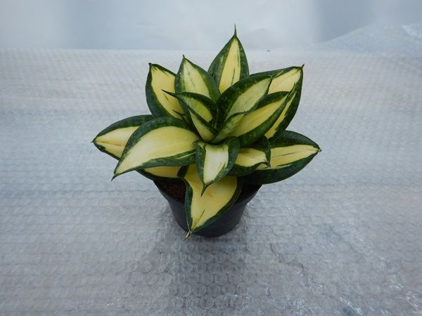 SANSEVERIA SUNNY STAR