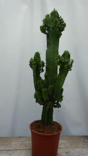 EUPHORBIA ERYTREA