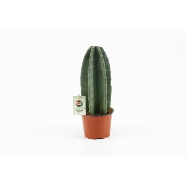 CEREUS REPENDUS