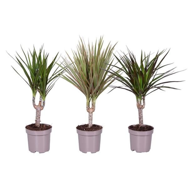 DRACAENA MARGINATA