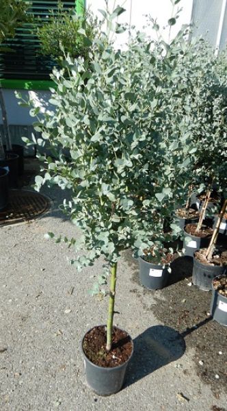 EUCALYPTUS GUNNII TIGE
