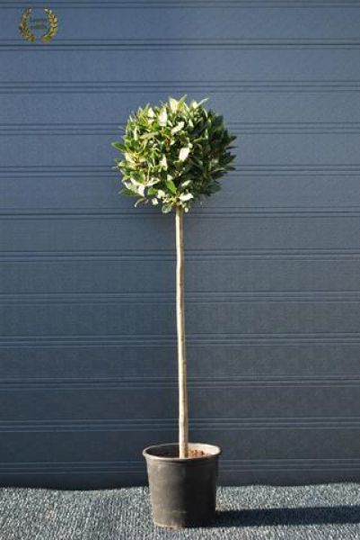 LAURUS NOBILIS TIGE
