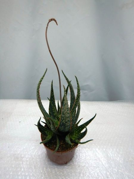 ALOE CAROLA