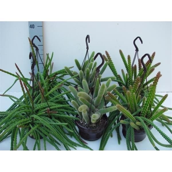 APOROCACTUS