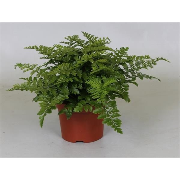ASPLENIUM PARVATI