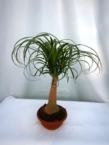 BEAUCARNEA NOLINA