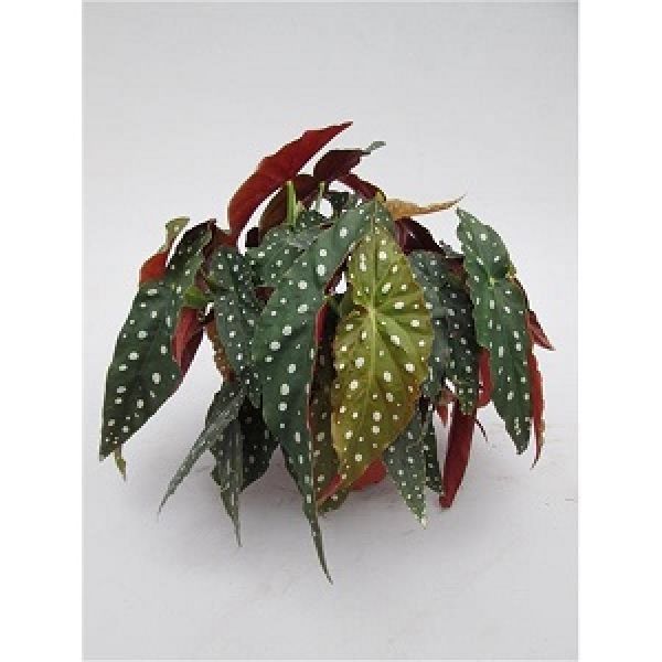 BEGONIA MACULATA