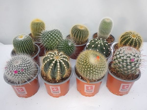 CACTUS MIX