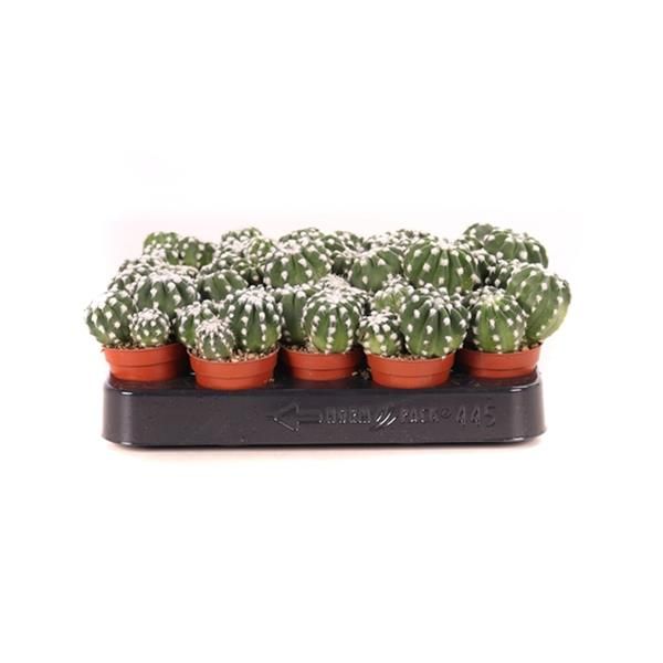 CACTUS MIX