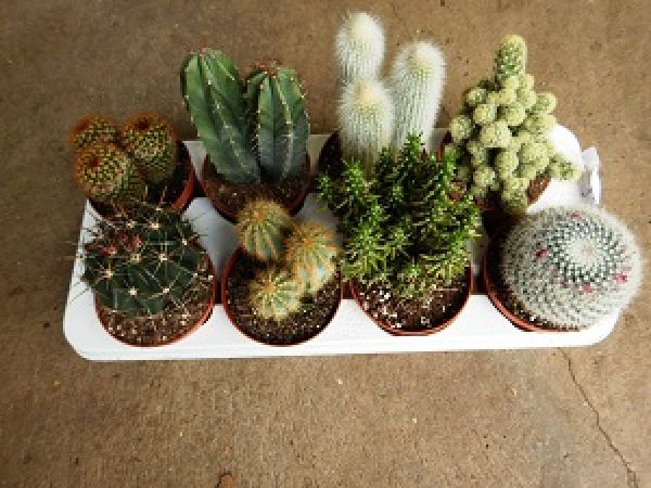 CACTUS MIX