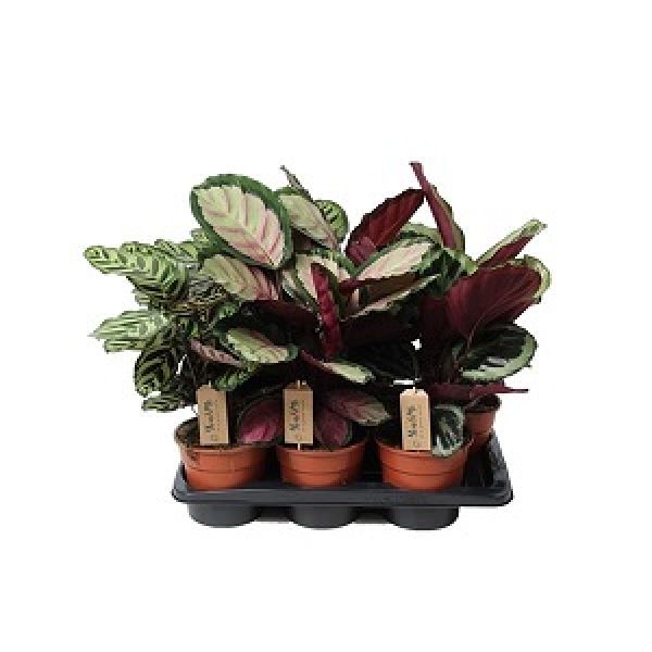 CALATHEA MIX