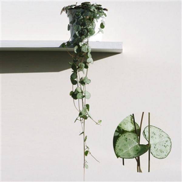 CEROPEGIA WOODII