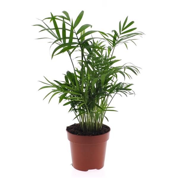 CHAMAEDOREA ELEGANS
