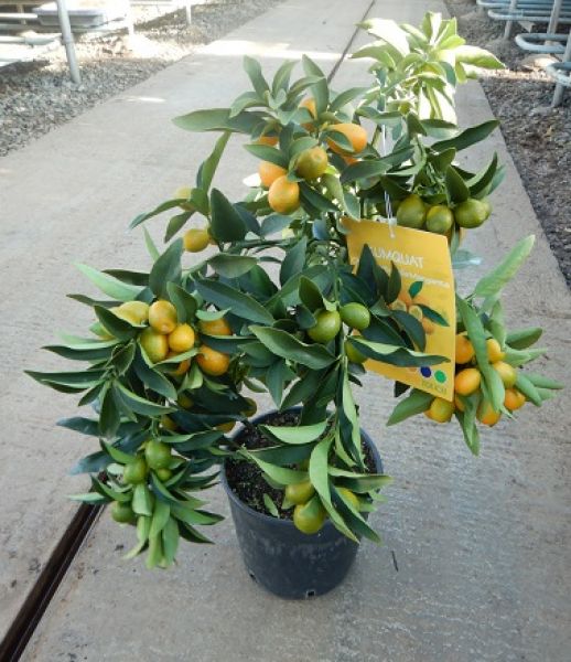 CITRUS KUMQUAT