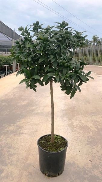 CITRUS KUMQUAT