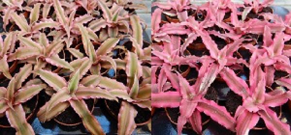 CRYPTANTHUS