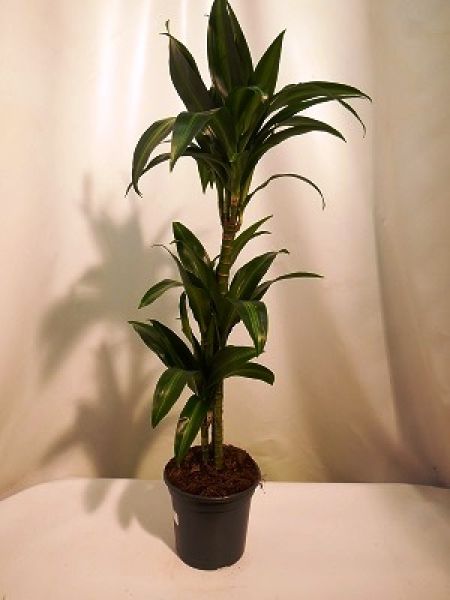DRACAENA HAWAIANE SUNSHINE
