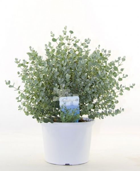 EUCALYPTUS GUNNII