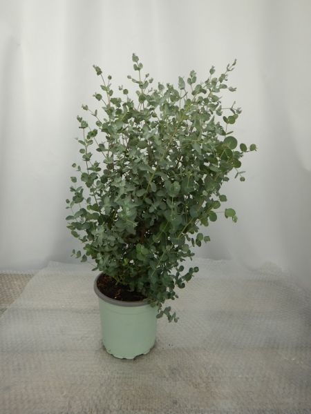 EUCALYPTUS GUNNII