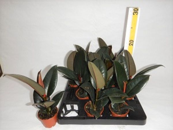 FICUS ELASTICA ROBUSTA