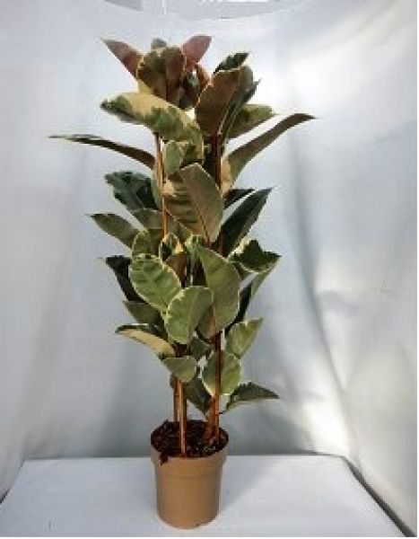 FICUS ELASTICA TINEKE