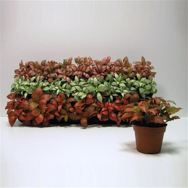 FITTONIA