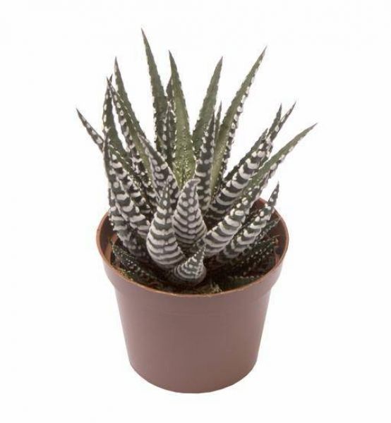 HAWORTHIA BIG BAND