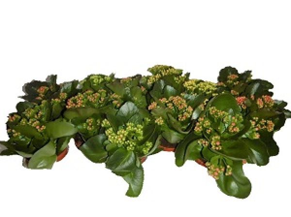 KALANCHOE CALANDIVA