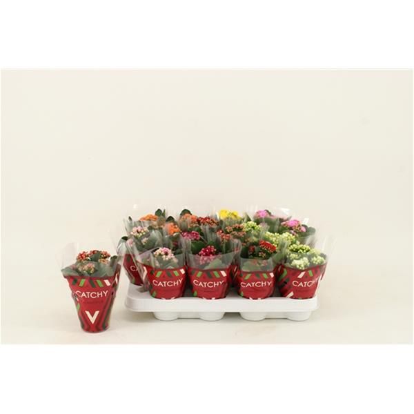 KALANCHOE CALANDIVA