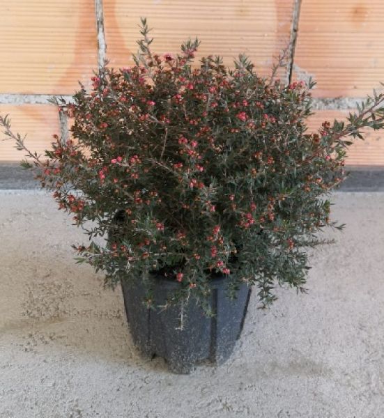 LEPTOSPERMUM SCOPARIUM