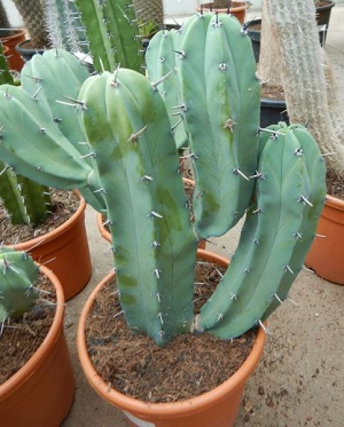 MYRTILLOCACTUS GEOMETRIZANS