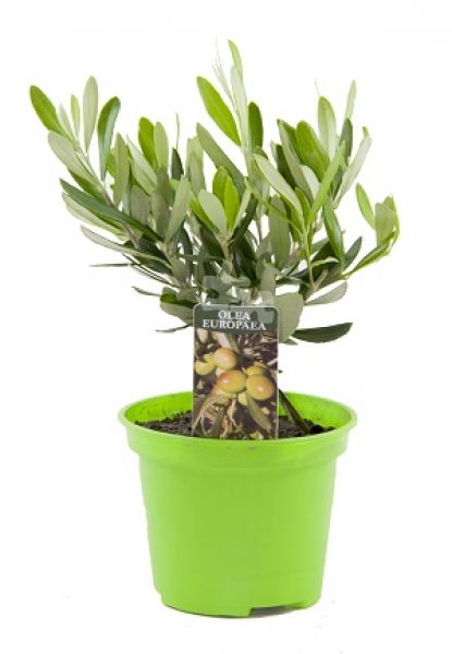 OLEA EUROPAEA MINI