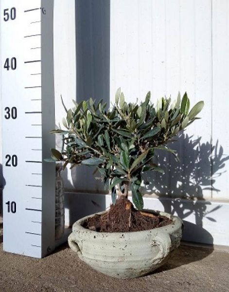 OLEA EUROPAEA TERRACOTTA